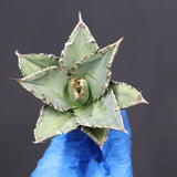 【ベアルート】アガベ　 巨歯鯊　EC1092