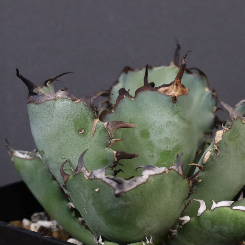 アガベ 黒鯨 EC118