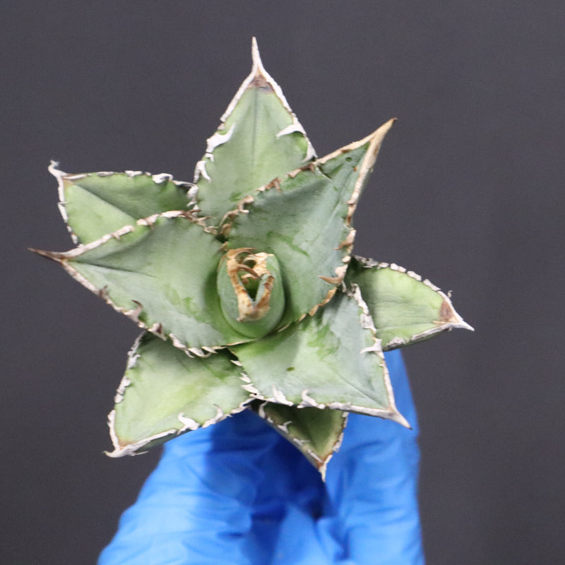 【ベアルート】アガベ　 巨歯鯊　EC1092