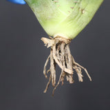 【ベアルート】アガベ　 巨歯鯊　EC1092