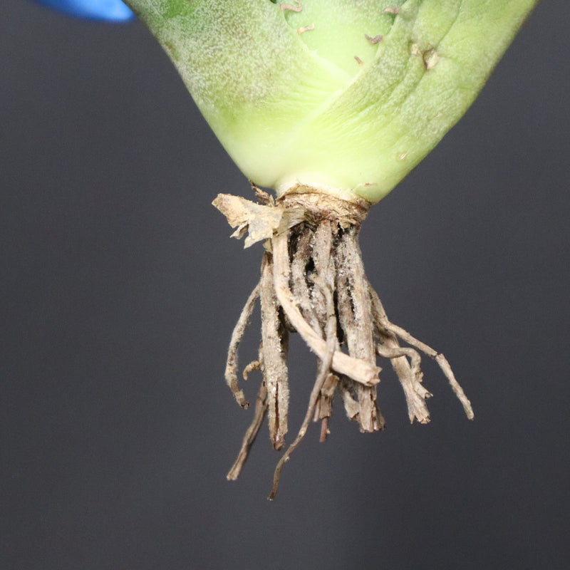 【ベアルート】アガベ　 巨歯鯊　EC1092