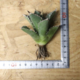 【ベアルート】アガベ　 巨歯鯊　EC1092