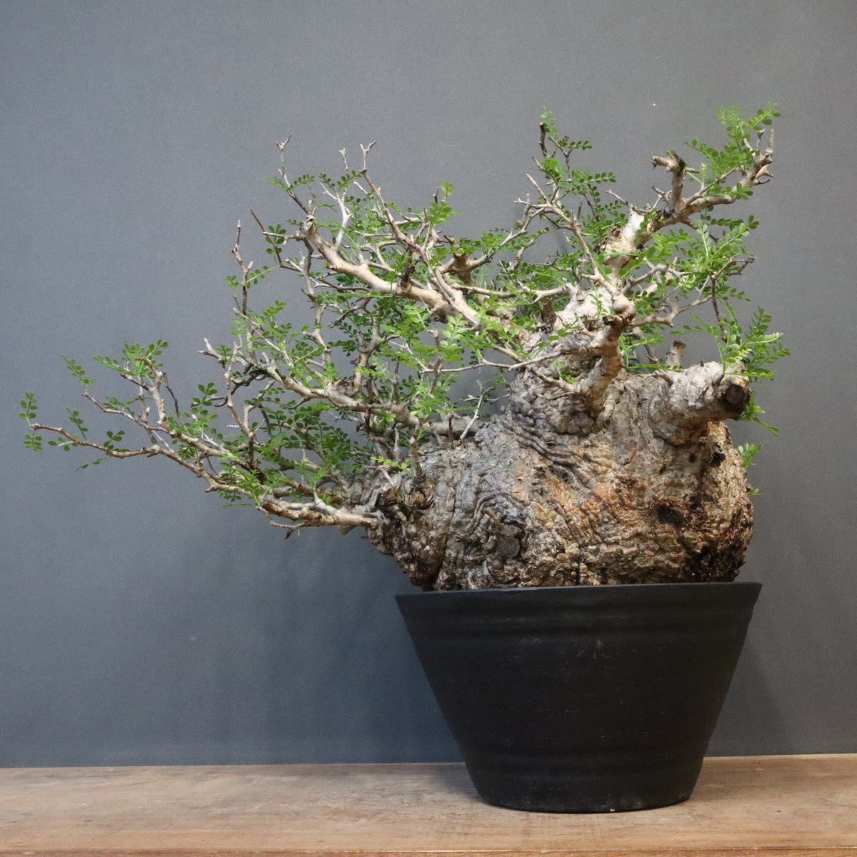 オペルクリカリア・パキプス – TaiShoDo ONLINE SHOP