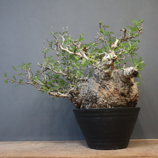 オペルクリカリア・パキプス – TaiShoDo ONLINE SHOP