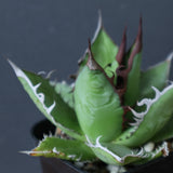 【Hybrid 】アガベ 霍利達×嚴龍   EC2833