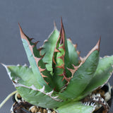 【Hybrid 】アガベ 霍利達×嚴龍   EC2834
