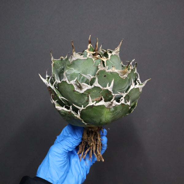 【ベアルート】アガベ 白鯨 EC1096