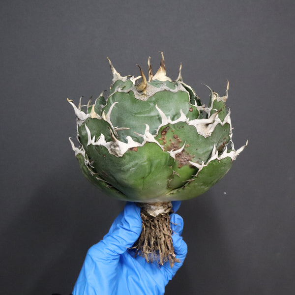 【ベアルート】アガベ 白鯨 EC1096