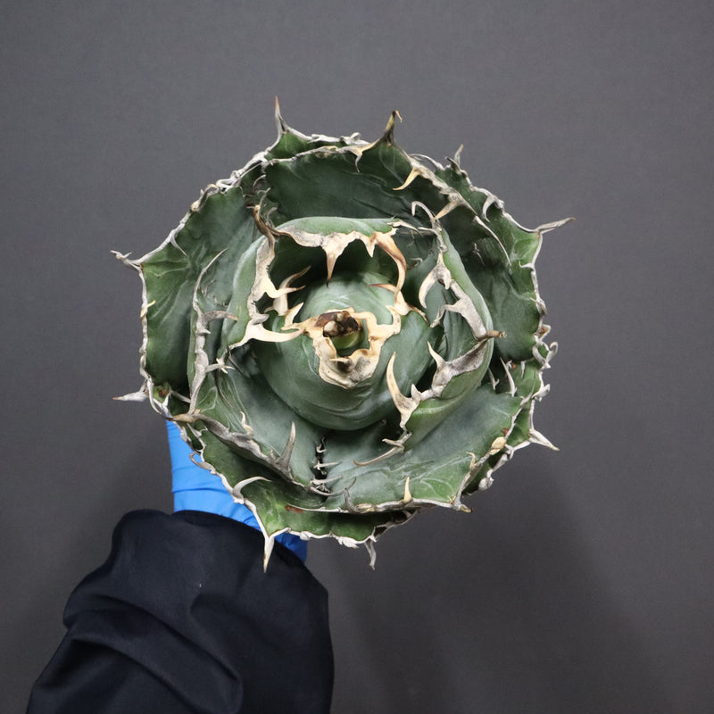 【ベアルート】アガベ 白鯨 EC1096