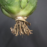 【ベアルート】アガベ 白鯨 EC1096