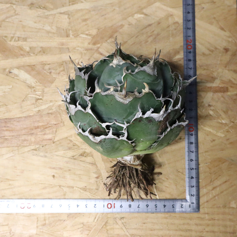 【ベアルート】アガベ 白鯨 EC1096