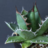 【Hybrid 】アガベ 霍利達×嚴龍   EC2835