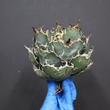 【ベアルート】アガベ 白鯨 EC1097