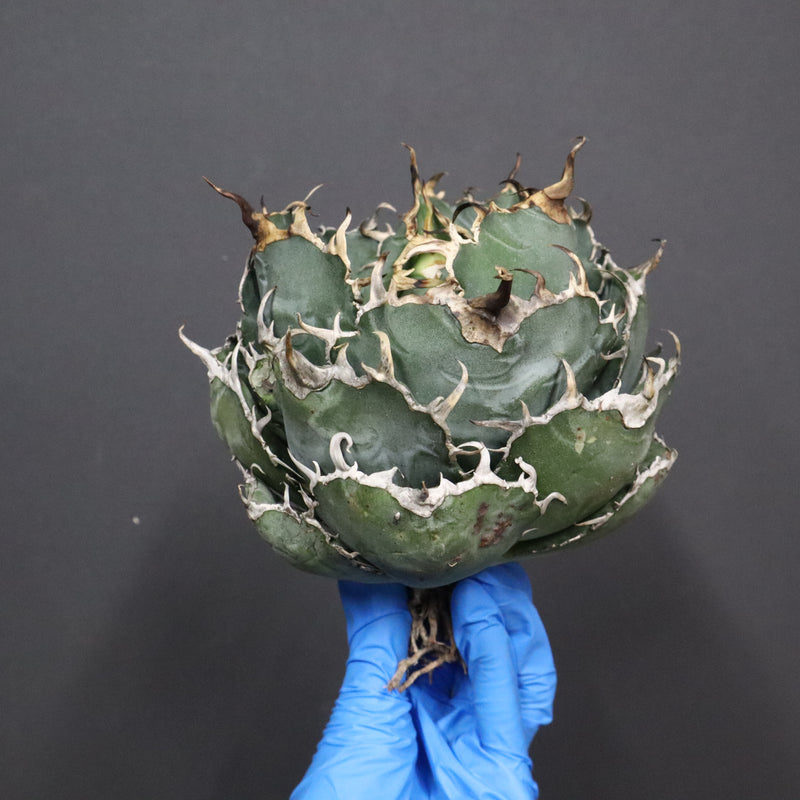 【ベアルート】アガベ 白鯨 EC1097