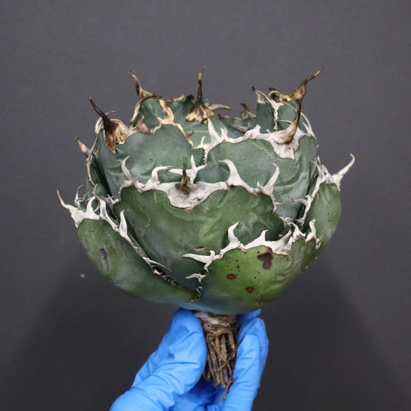 【ベアルート】アガベ 白鯨 EC1097