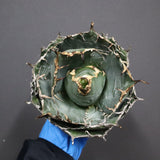 【ベアルート】アガベ 白鯨 EC1097