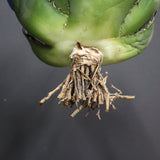 【ベアルート】アガベ 白鯨 EC1097