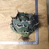 【ベアルート】アガベ 白鯨 EC1097