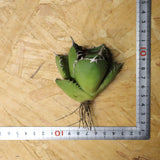 【ベアルート】アガベ 翼龍  EC1081