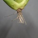 【ベアルート】アガベ 翼龍  EC1081