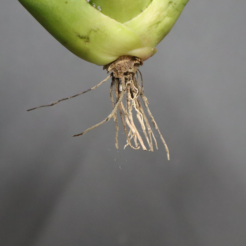 【ベアルート】アガベ 翼龍  EC1081