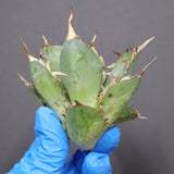 【ベアルート】アガベ ハデス EC1066