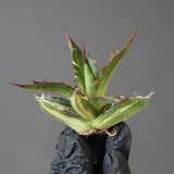 【ベアルート】アガベ ホリダ錦 EC1872