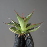 【ベアルート】アガベ ホリダ錦 EC1872