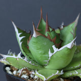 【Hybrid 】アガベ 霍利達×嚴龍   EC2837