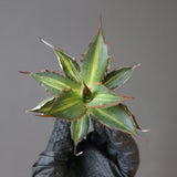 【ベアルート】アガベ ホリダ錦 EC1872