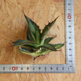 【ベアルート】アガベ ホリダ錦 EC1872