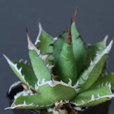 【Hybrid 】アガベ 霍利達×嚴龍   EC2838