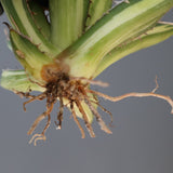 【ベアルート】アガベ ホリダ錦 EC1873