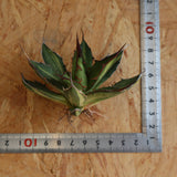 【ベアルート】アガベ ホリダ錦 EC1873