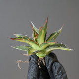 【ベアルート】アガベ ホリダ錦 EC1874