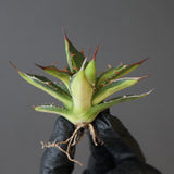 【ベアルート】アガベ ホリダ錦 EC1874