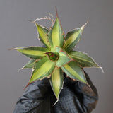 【ベアルート】アガベ ホリダ錦 EC1874