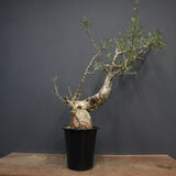 P.ディスカラー 6