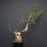 P.ディスカラー 6