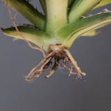 【ベアルート】アガベ ホリダ錦 EC1874