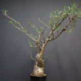 P.ディスカラー 6