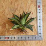 【ベアルート】アガベ ホリダ錦 EC1874