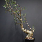 P.ディスカラー 6