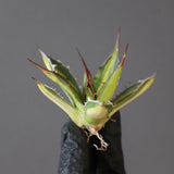 【ベアルート】アガベ ホリダ錦 EC1875