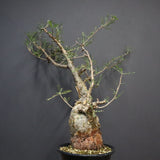 P.ディスカラー 6