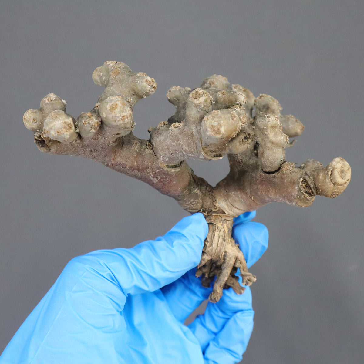 TaiShoDo ONLINE SHOP 塊根植物 多肉植物通販