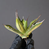 【ベアルート】アガベ ホリダ錦 EC1875