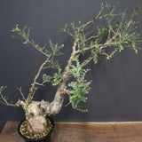 P.ディスカラー 6