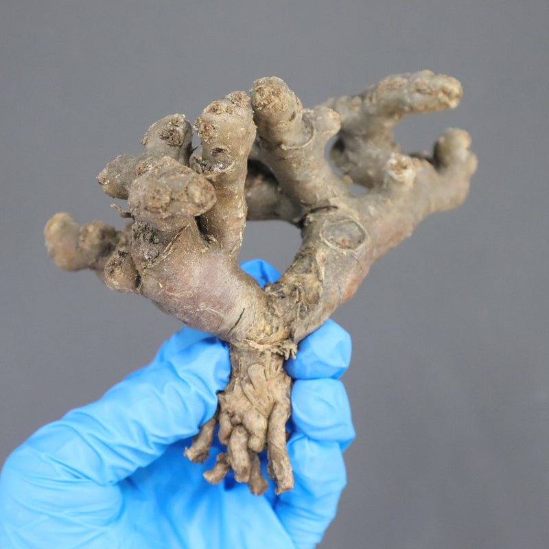 【ベアルート】S.ムルチフィズム 06