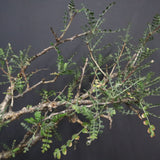 P.ディスカラー 6